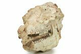 Fossil Running Rhino (Hyracodon) Partial Skull - South Dakota #284210-3